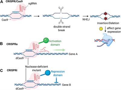 An Overview of RNA-Based Scaffolds for Osteogenesis